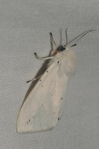 Réf. 268 506 : Spilosoma lubricipeda